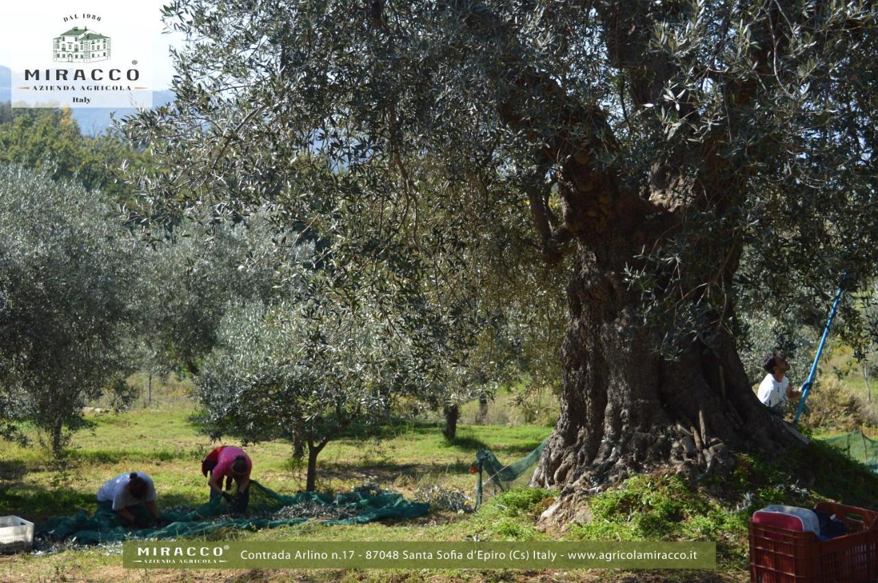 Agriturismo Miracco Atanasio Franco "Il Maniero" Santa Sofia d'Epiro エクステリア 写真