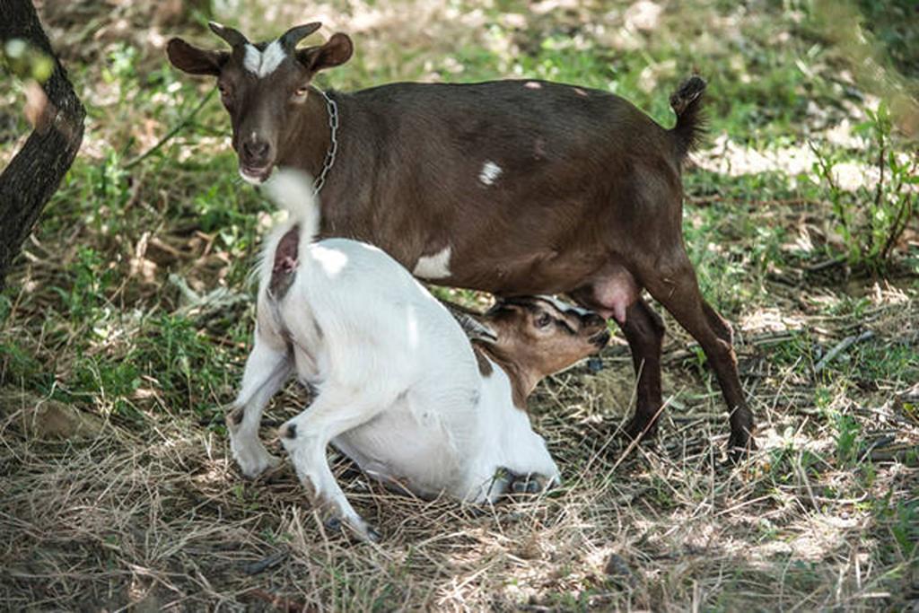 Agriturismo Miracco Atanasio Franco "Il Maniero" Santa Sofia d'Epiro エクステリア 写真
