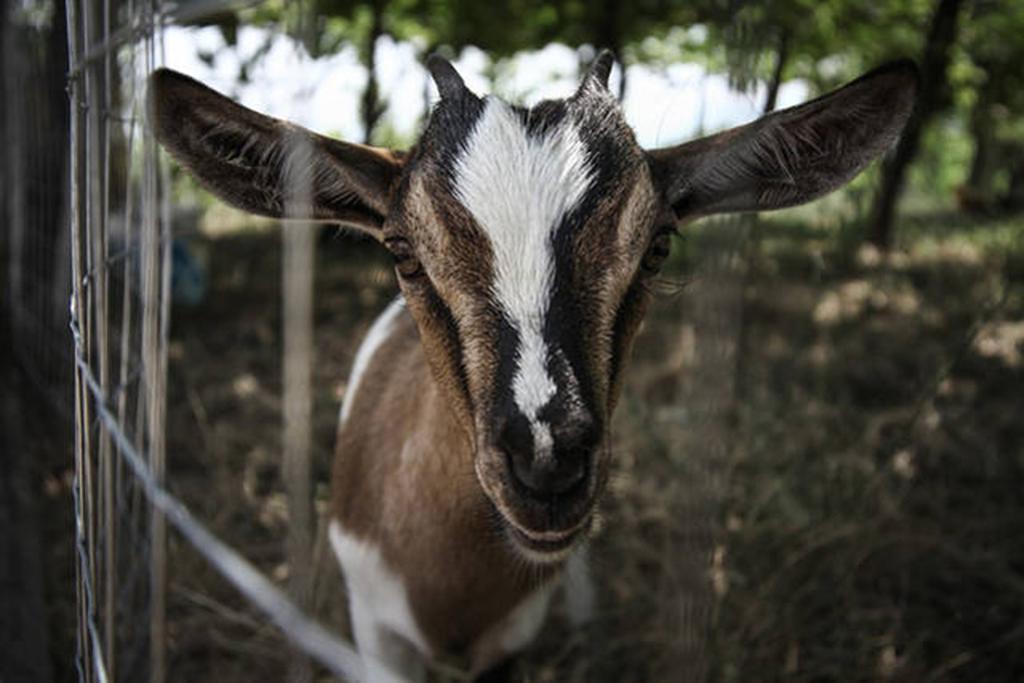 Agriturismo Miracco Atanasio Franco "Il Maniero" Santa Sofia d'Epiro エクステリア 写真
