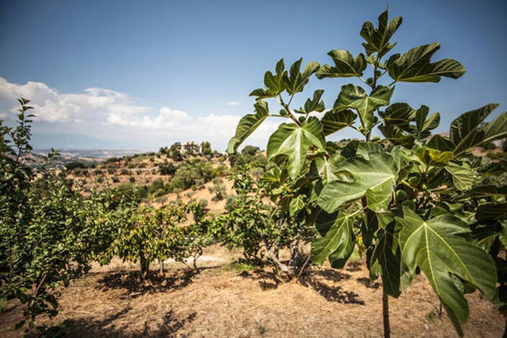 Agriturismo Miracco Atanasio Franco "Il Maniero" Santa Sofia d'Epiro エクステリア 写真