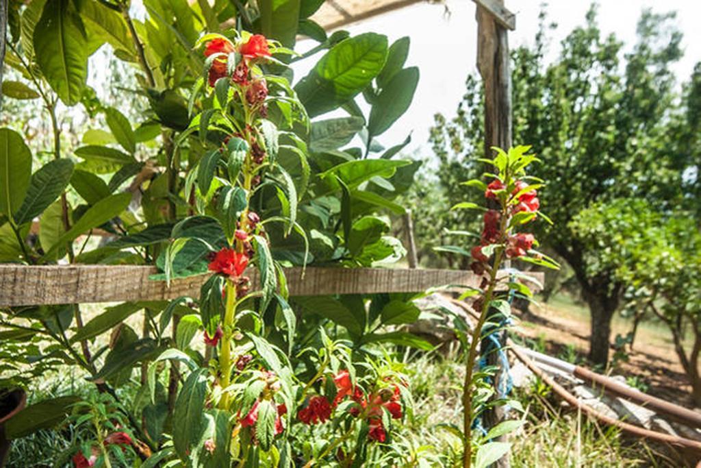 Agriturismo Miracco Atanasio Franco "Il Maniero" Santa Sofia d'Epiro エクステリア 写真