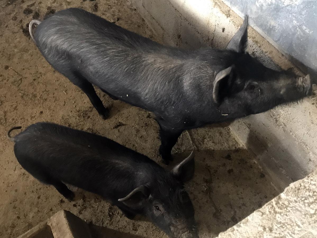 Agriturismo Miracco Atanasio Franco "Il Maniero" Santa Sofia d'Epiro エクステリア 写真