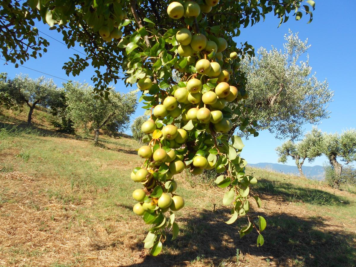 Agriturismo Miracco Atanasio Franco "Il Maniero" Santa Sofia d'Epiro エクステリア 写真